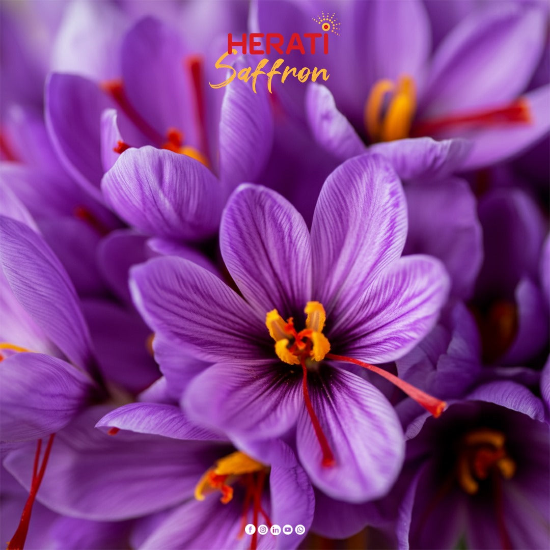 Saffron Super Negin – 3g (0.11oz) “Glory Edition”