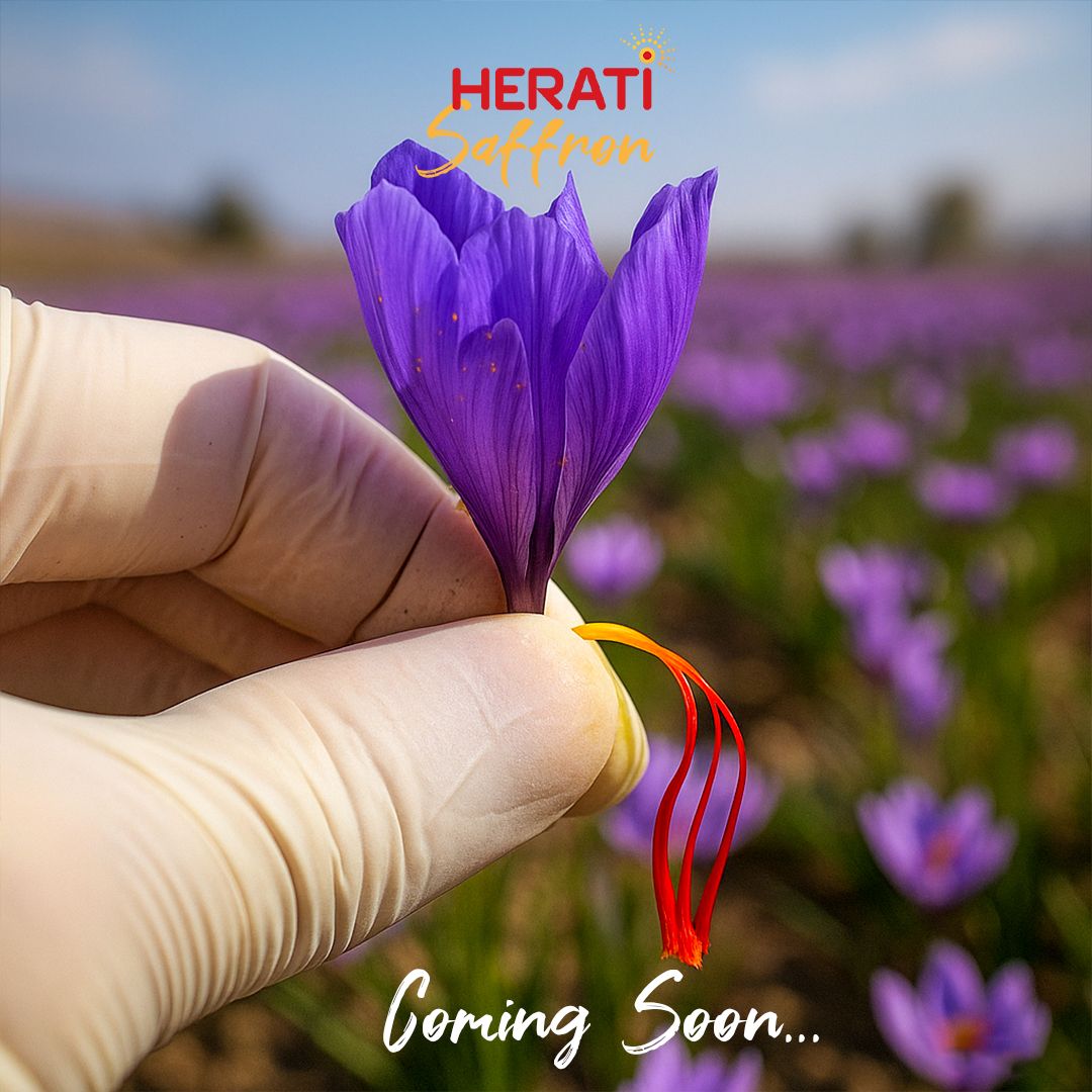 Herati Saffron